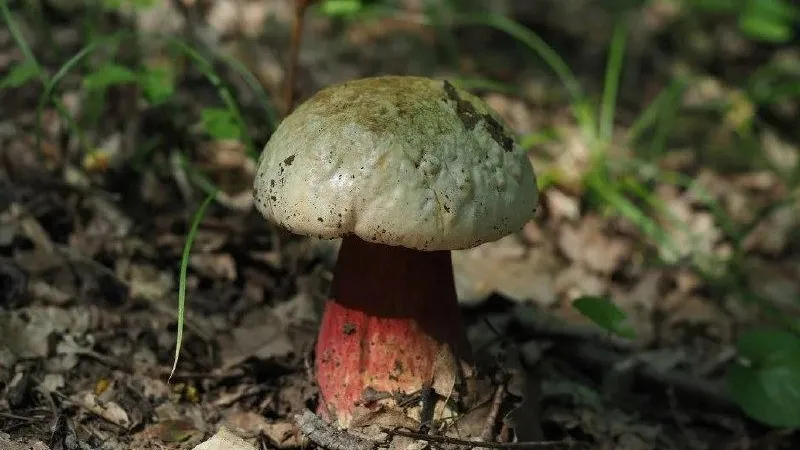 Фото: МособлКомлес