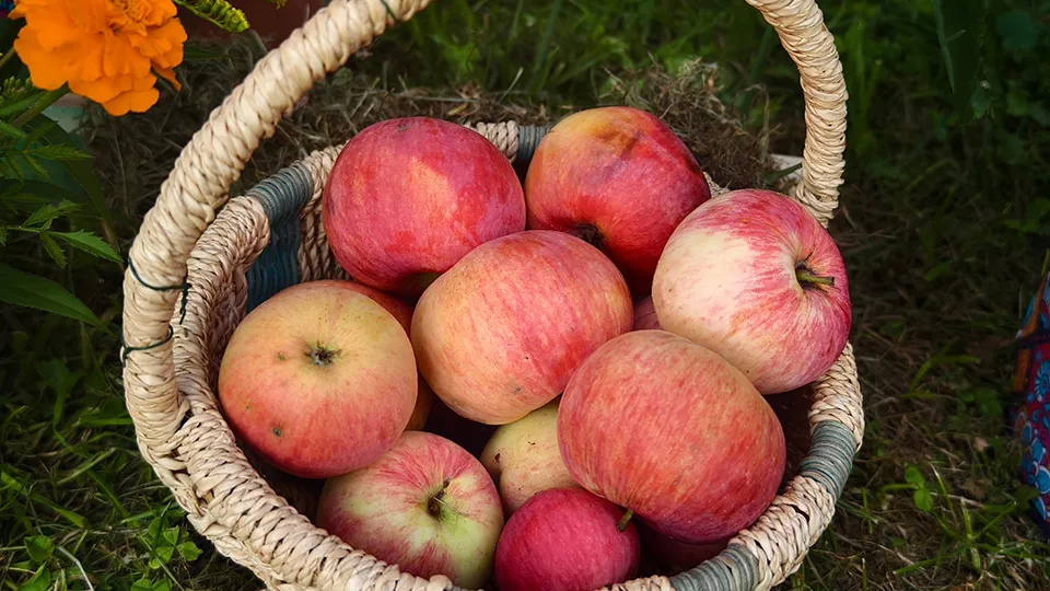 Фото: пресс-служба Администрации г.о. Серпухов