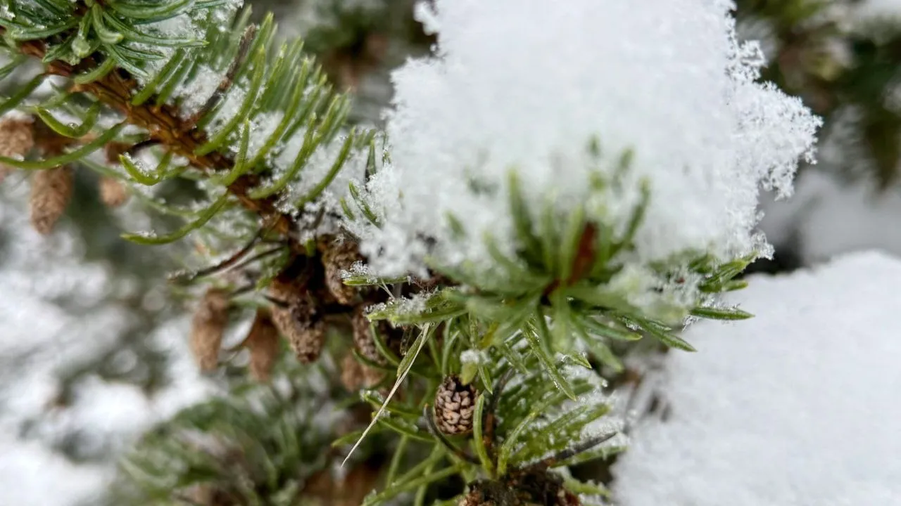 Фото: Марина Алифанова