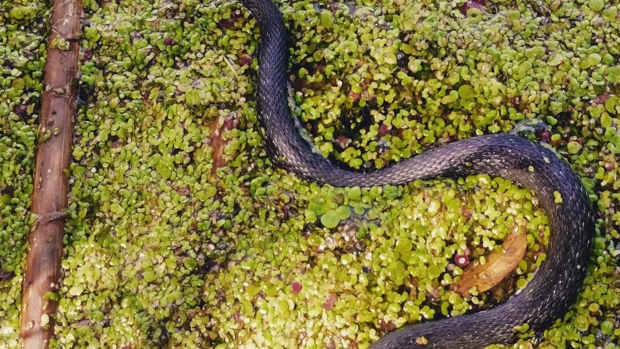 Фото: Минэкологии Подмосковья/Ульянов А.И.