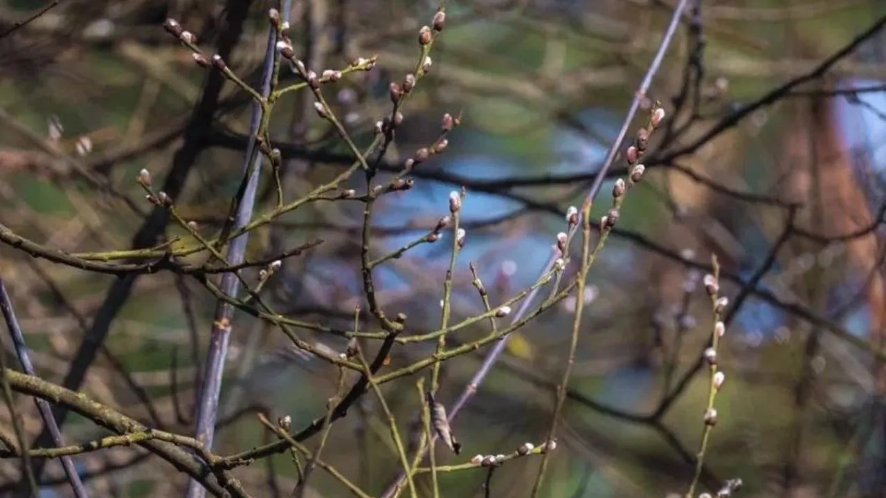 пресс-служба нацпарка "Лосиный остров"/Анна Ткачева