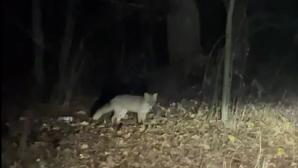 Фото: Подслушано | Снегири / ВКонтакте