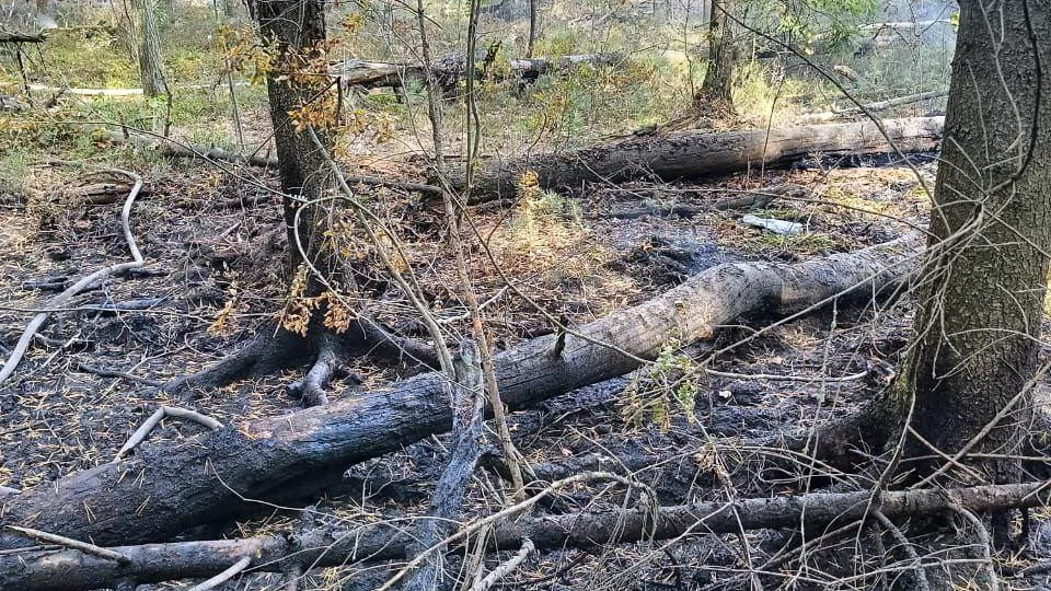 Фото: Комлесхоз МО