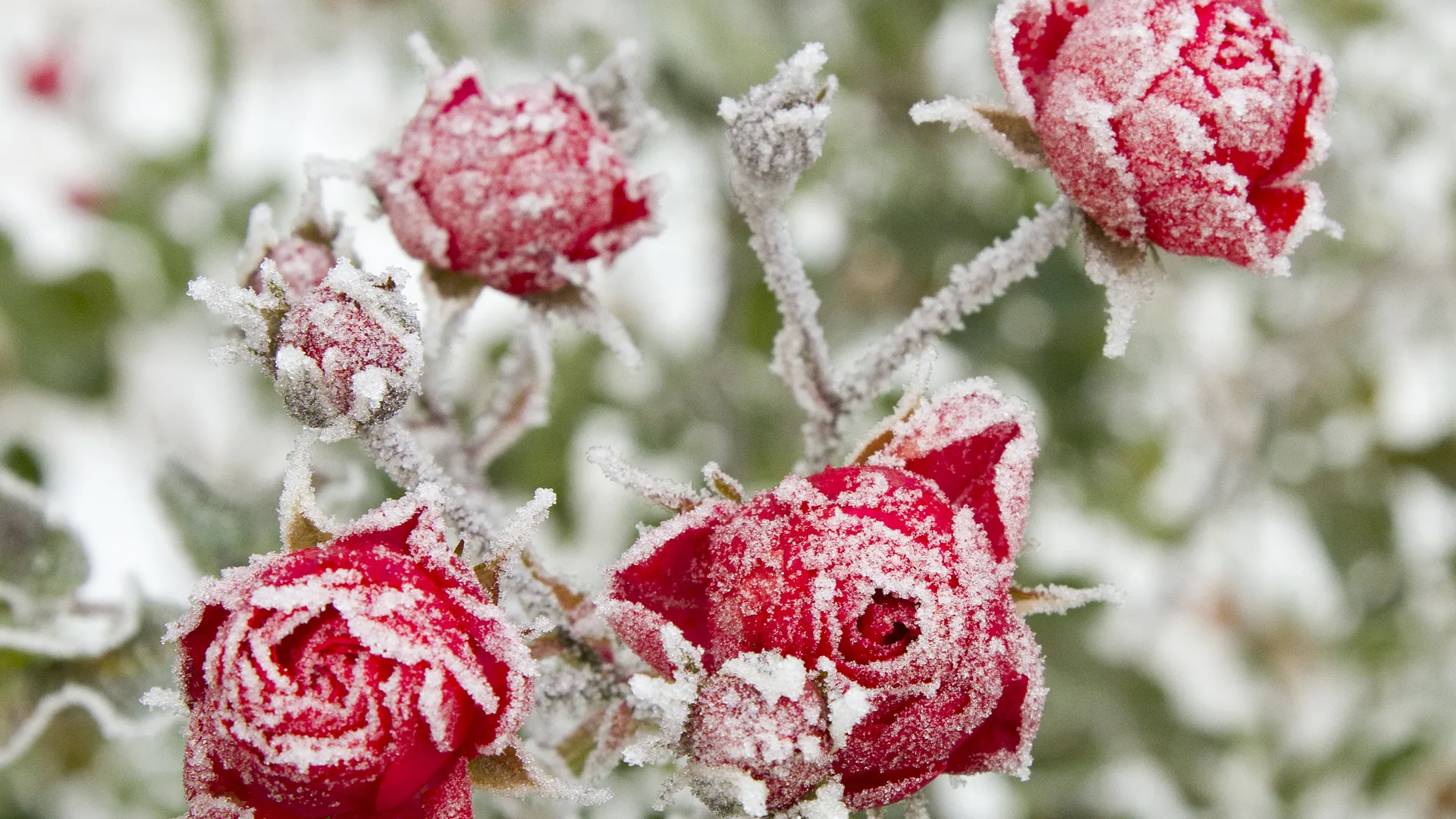 Фото: freepik.com