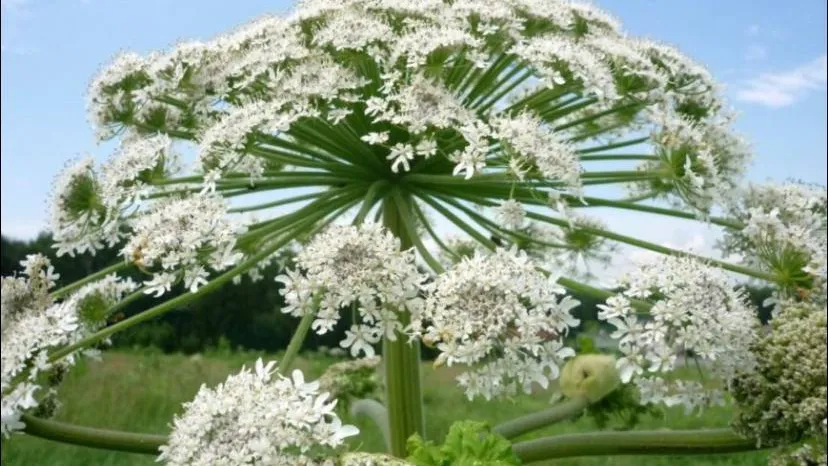 Источник фото: министерство сельского хозяйства и продовольствия Московской области