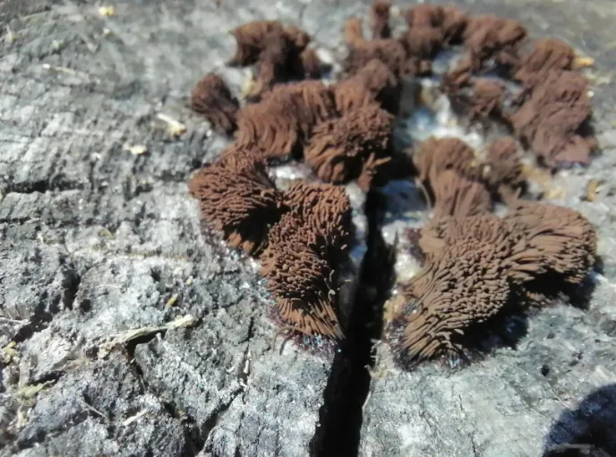 Еще один вид слизевика