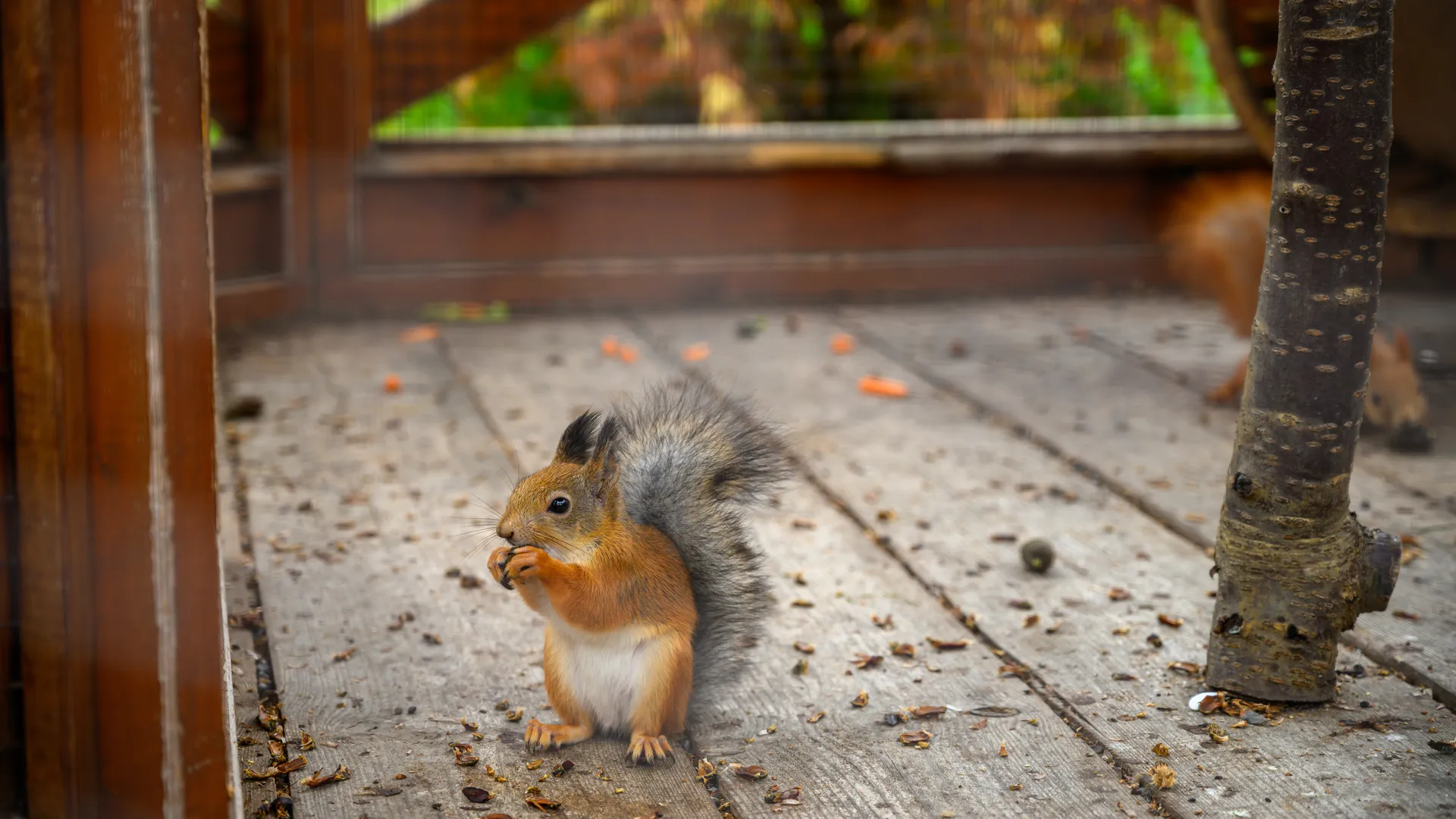 Белка Агафья живет в белкином доме в парке культуры и отдыха «Дулевский» в Ликино-Дулево осенью