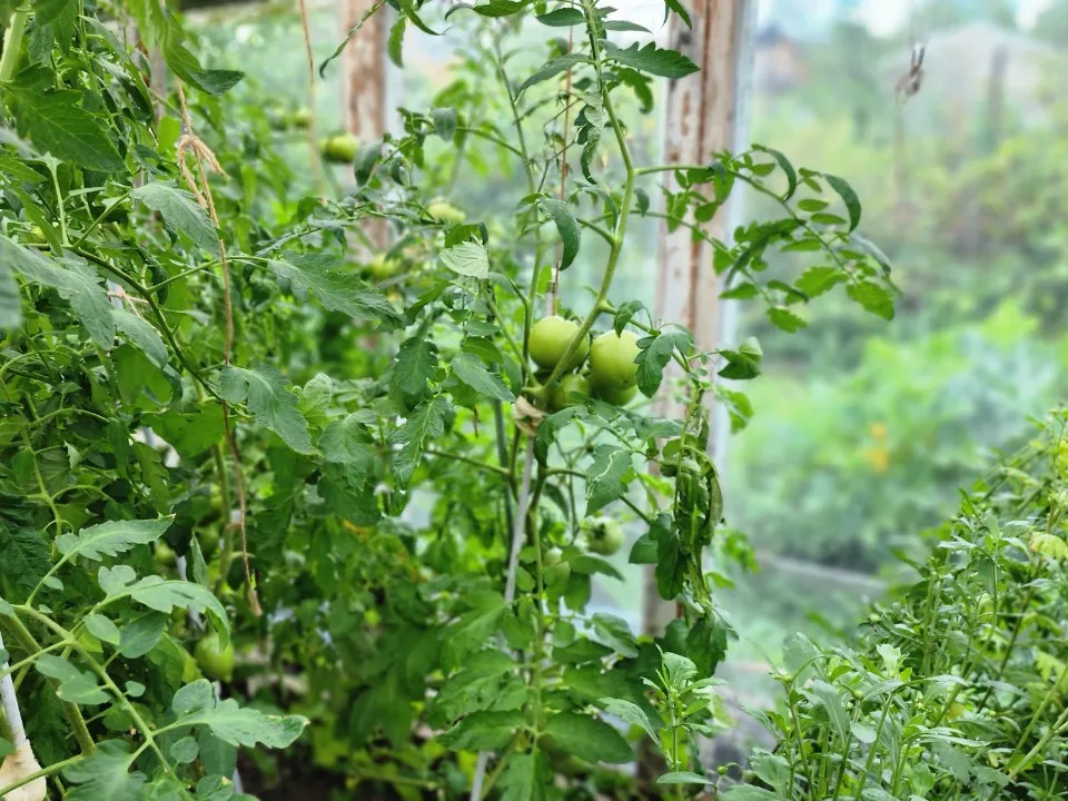 Фото: МедиаБанк Подмосковья/Наталия Надточная