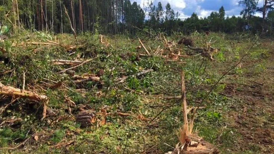 Фото: Комитет лесного хозяйства МО