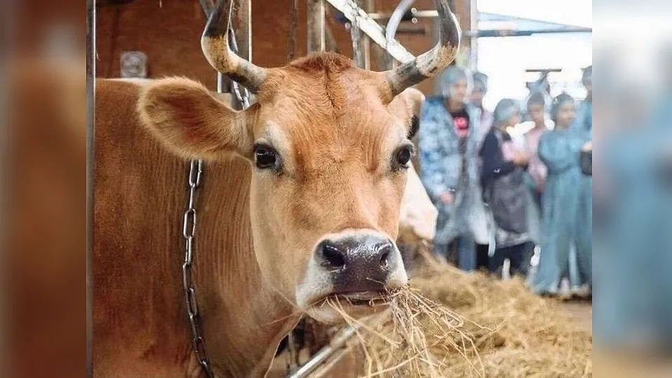 Фото: КФХ «Свободный труд»