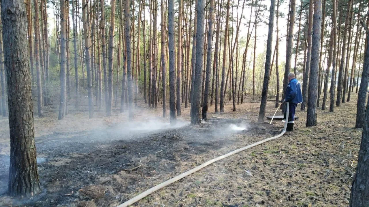 Фото: Комитет лесного хозяйства Московской области