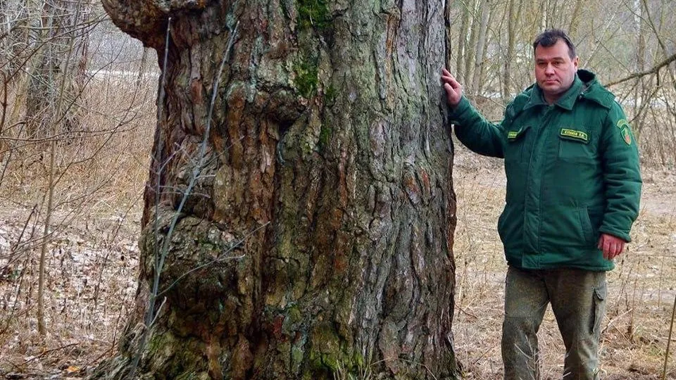 Фото: ГАУ МО «Мособллес»