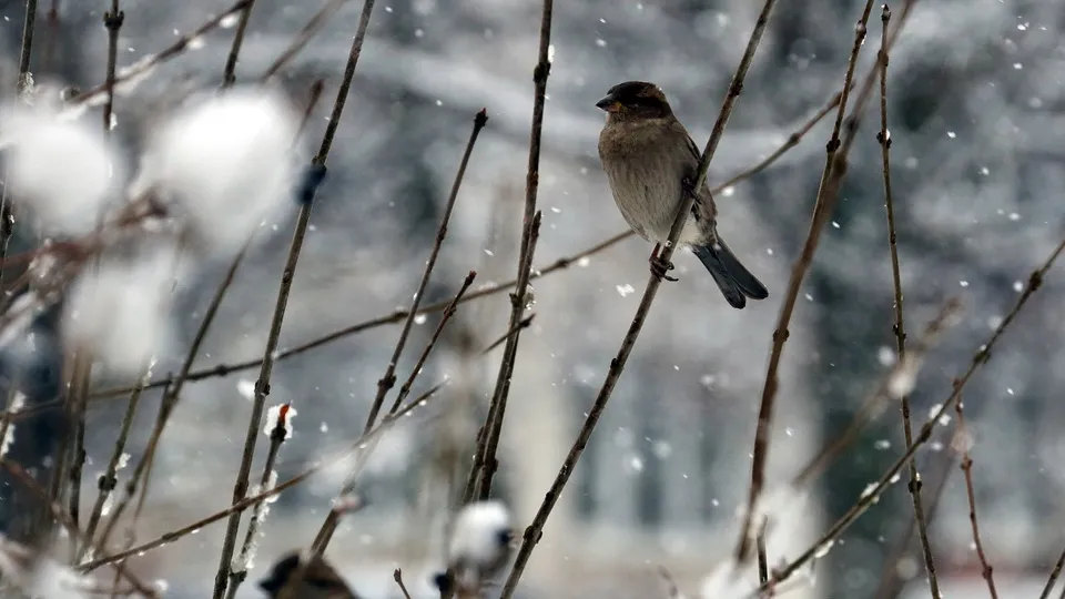 Фото: медиасток.рф