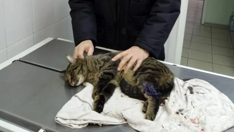 Фото: ТУ № 13 ГКУ «Мособлпожспас»