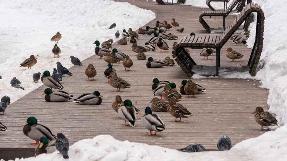 Фото: медиасток.рф