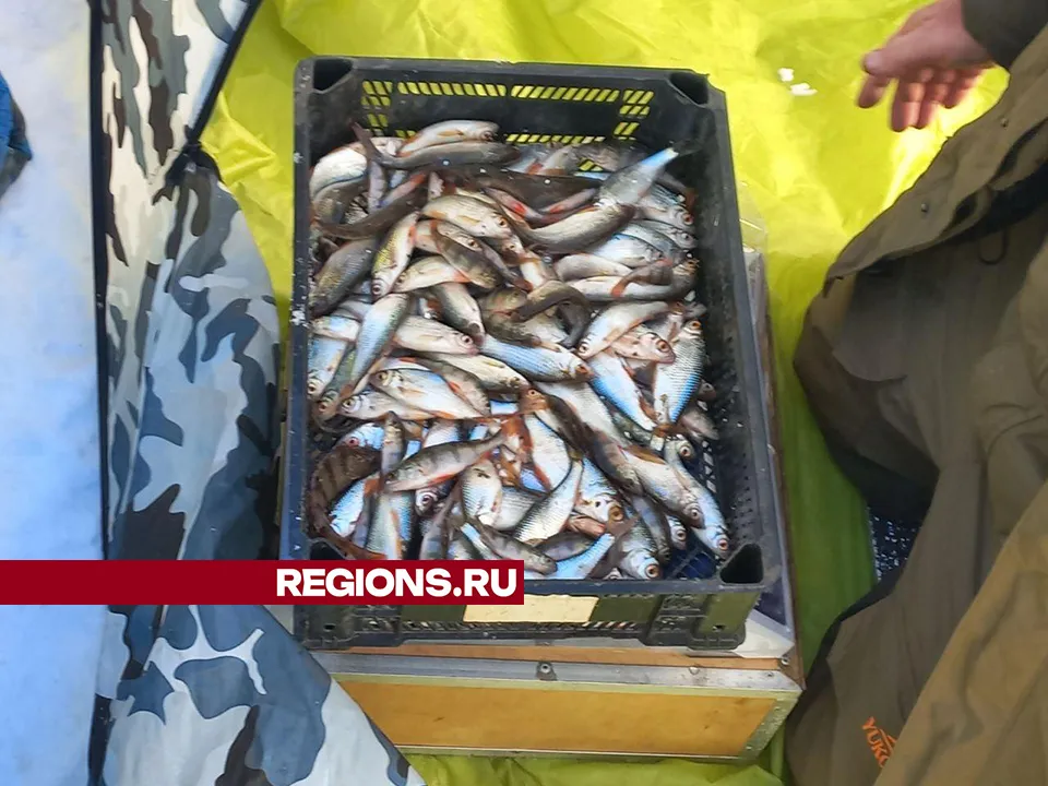 Фото: МедиаБанк Подмосковья/Елена Шумакова