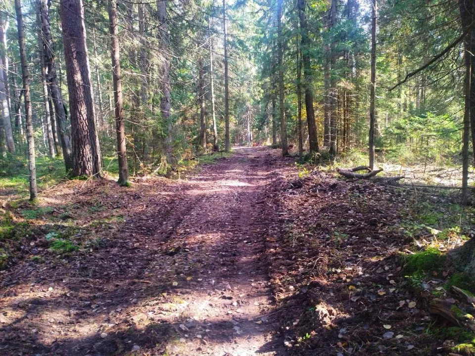 Фото: Комитет лесного хозяйства МО