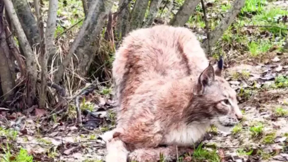 Фото: t.me/Парк львов ЗЕМЛЯ ПРАЙДА