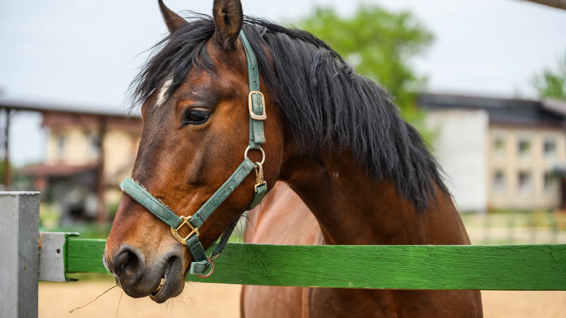 Ферма «Веселая корова» в деревне Антоново Раменского округа