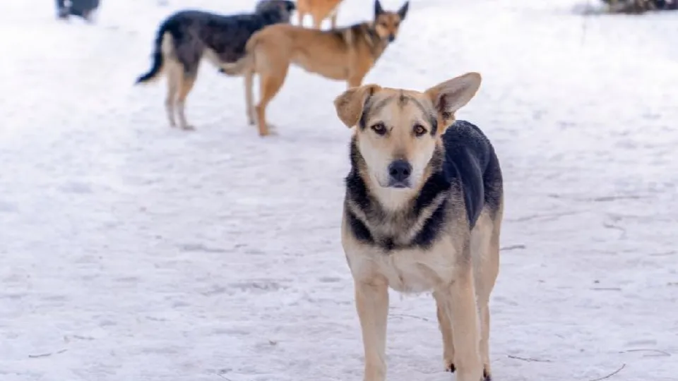 Фото: istockphoto.com