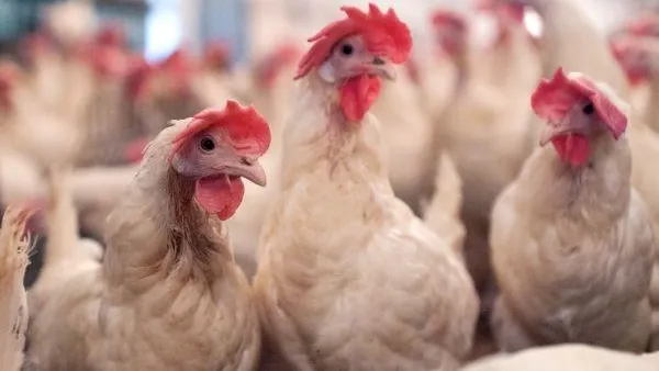 В Италии жертвами ДТП стали три тысячи кур