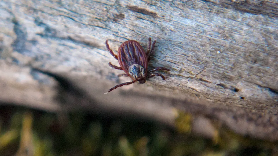 Фото: istockphoto.com/cotuvokne