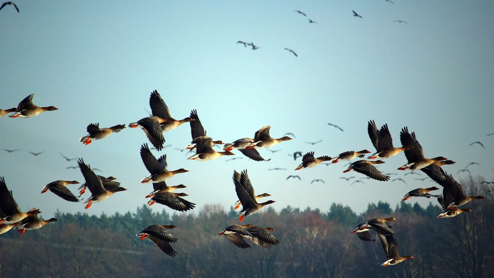 Фото: pxhere.com