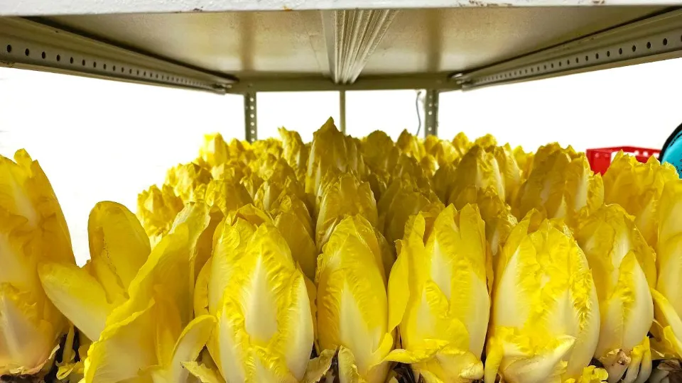 Фото: фермерское хозяйство «Эколомна»