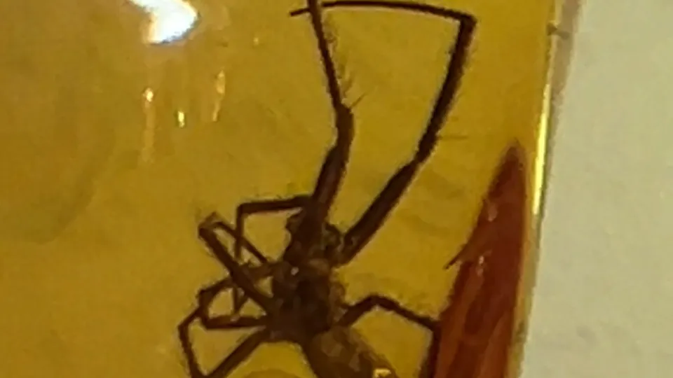 Фото: МедиаБанк Подмосковья/Виктория Фортуна