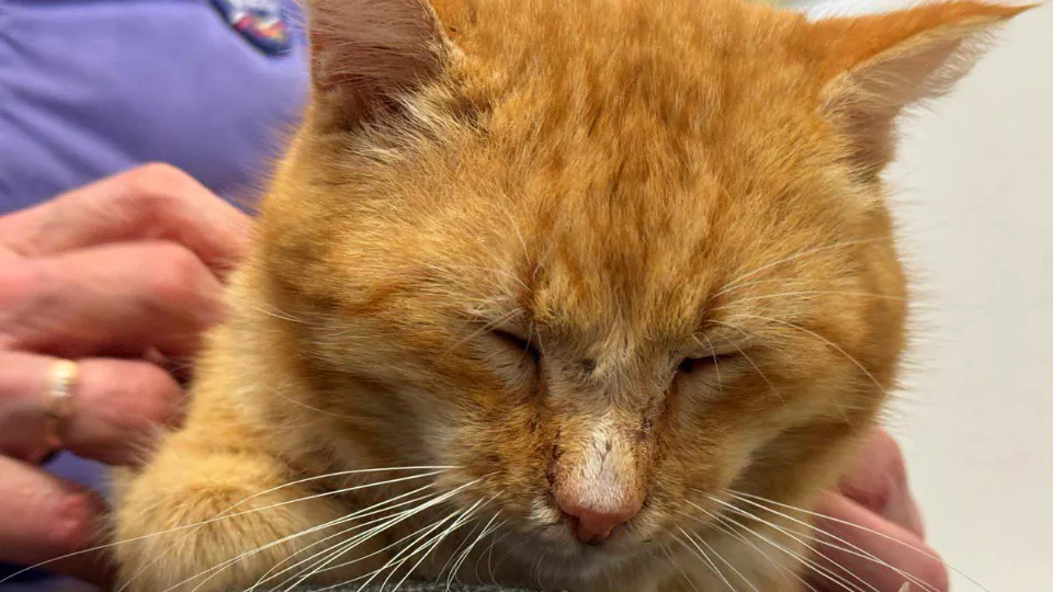 Фото: t.me/adm_mgo