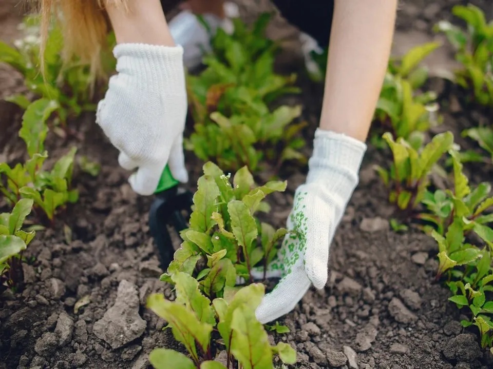 Фото: freepik.com