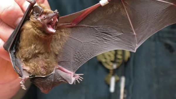 В Дагестане летучие мыши разносят опасных для человека клещей