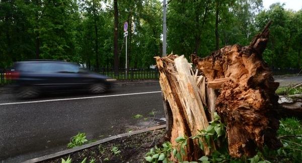 В Донецке возбуждено уголовное дело из-за гибели мальчика при падении дерева