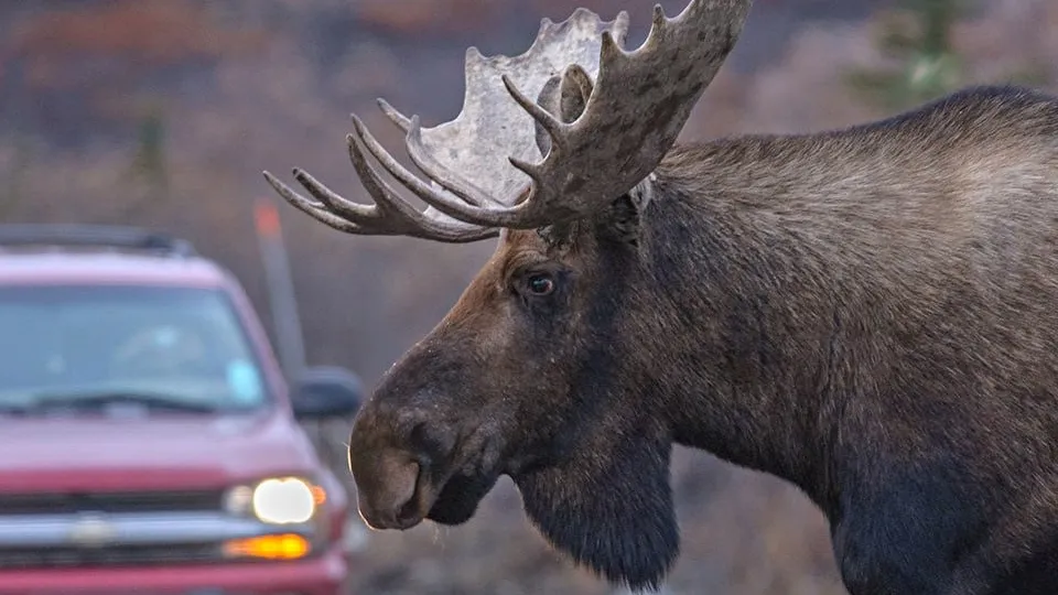 Фото: istockphoto.com/sarkophoto