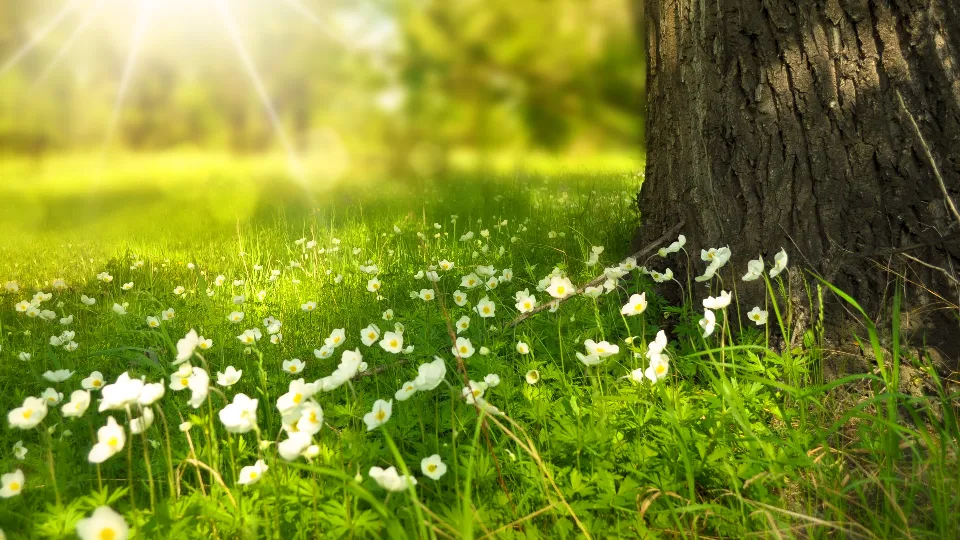 Фото: pxhere.com