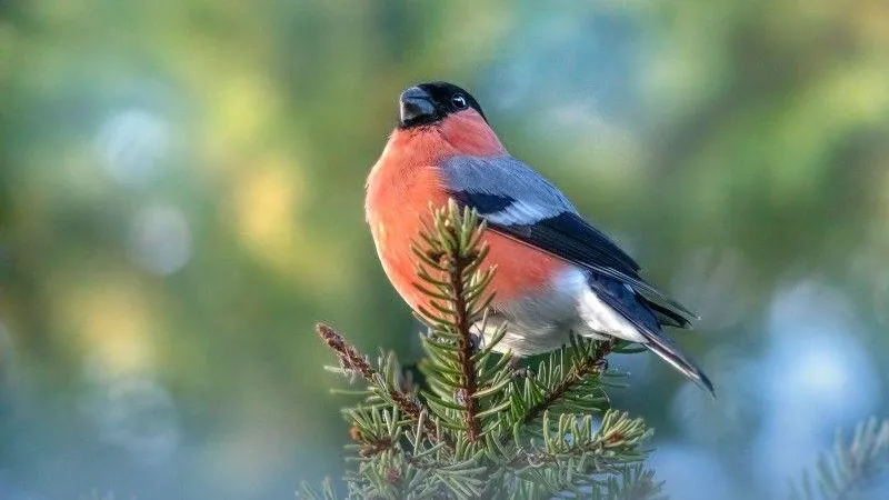 Жителям столичного региона рекомендовали забирать пьяных птиц домой, чтобы они протрезвели