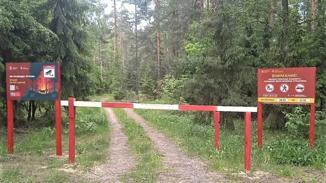 В Подмосковье вводится ограничение на посещение лесов