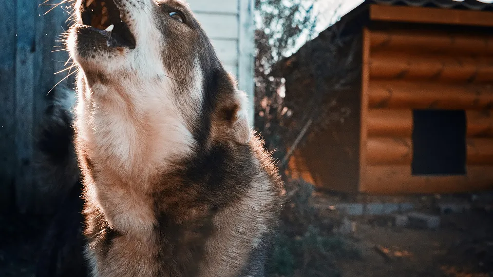 Фото: pxhere.com