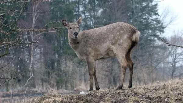 В Красноярске люди спасли косулю, которая переплыла Енисей