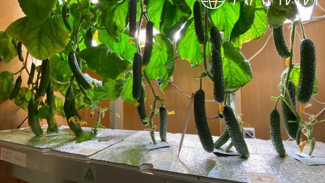 Пресс-служба ААНИИ