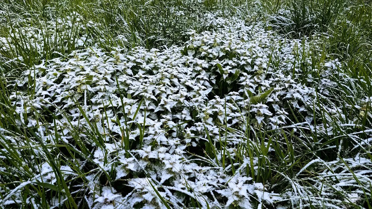 Фото: t.me/schelk_city