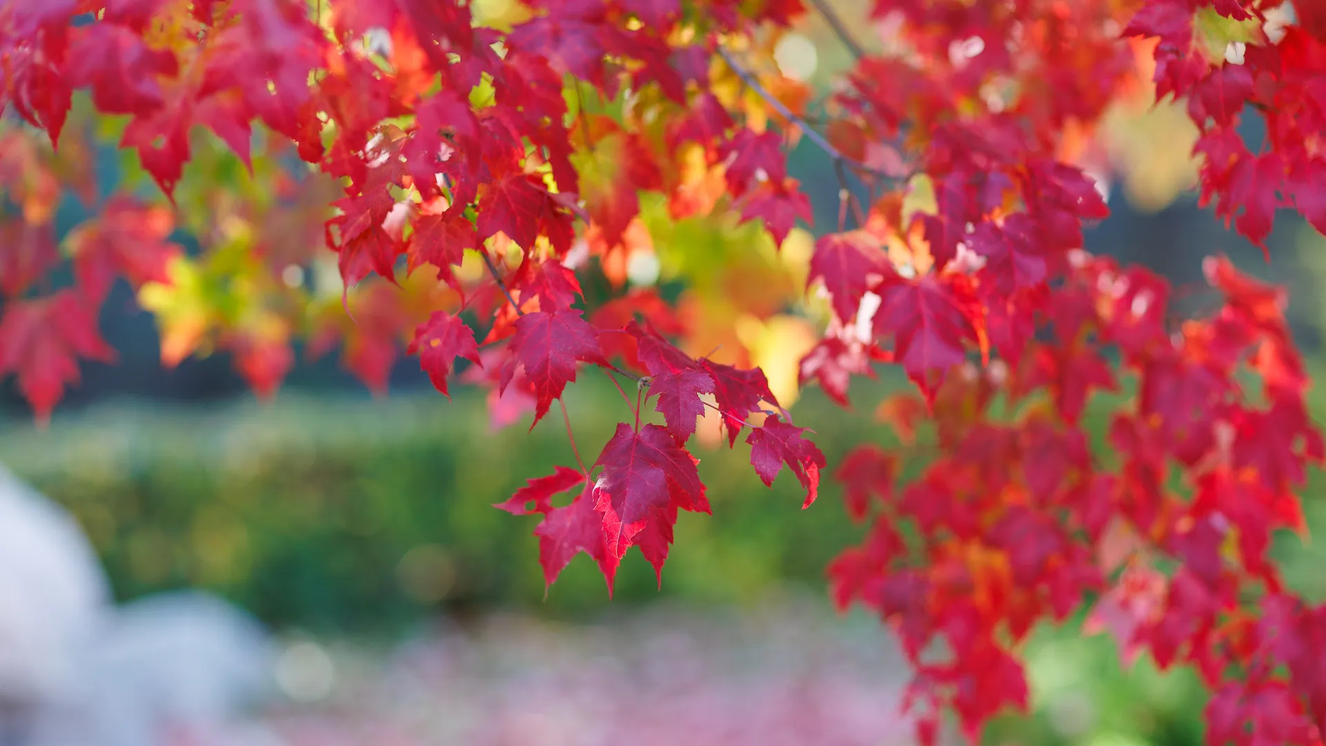 Пожелтевшие кленовые листья на дереве осенью