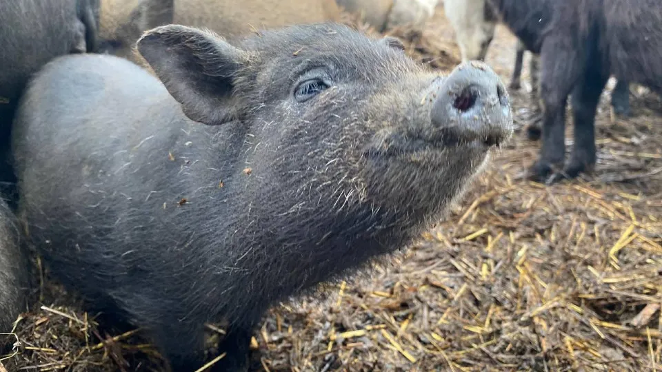 Фото: Министерство сельского хозяйства и продовольствия Московской области