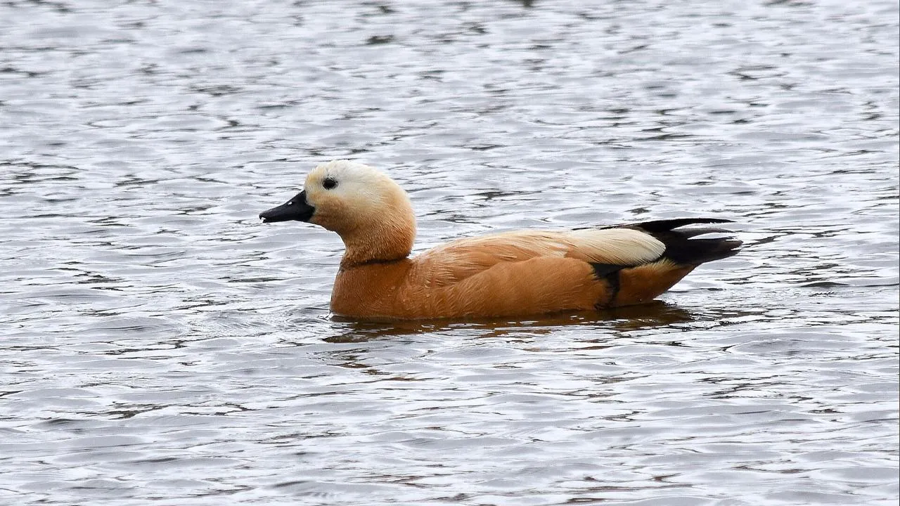 commons.wikimedia/Timothy Gonsalves