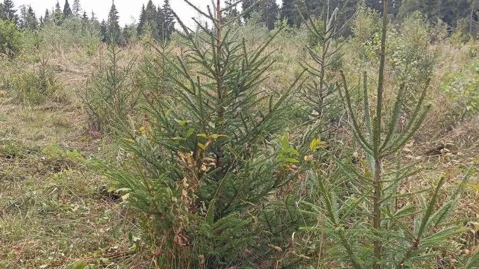 Фото: Комитет лесного хозяйства Московской области