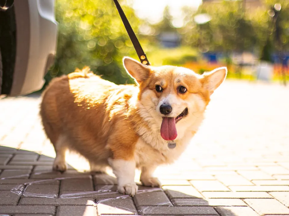Фото: Министерство сельского хозяйства и продовольствия МО