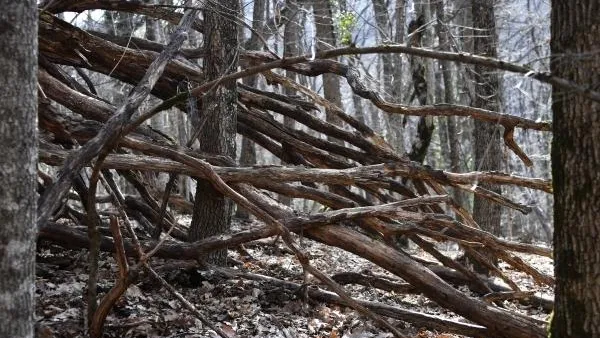 Жители Подмосковья смогут выбрать участки лесов для очистки от валежника