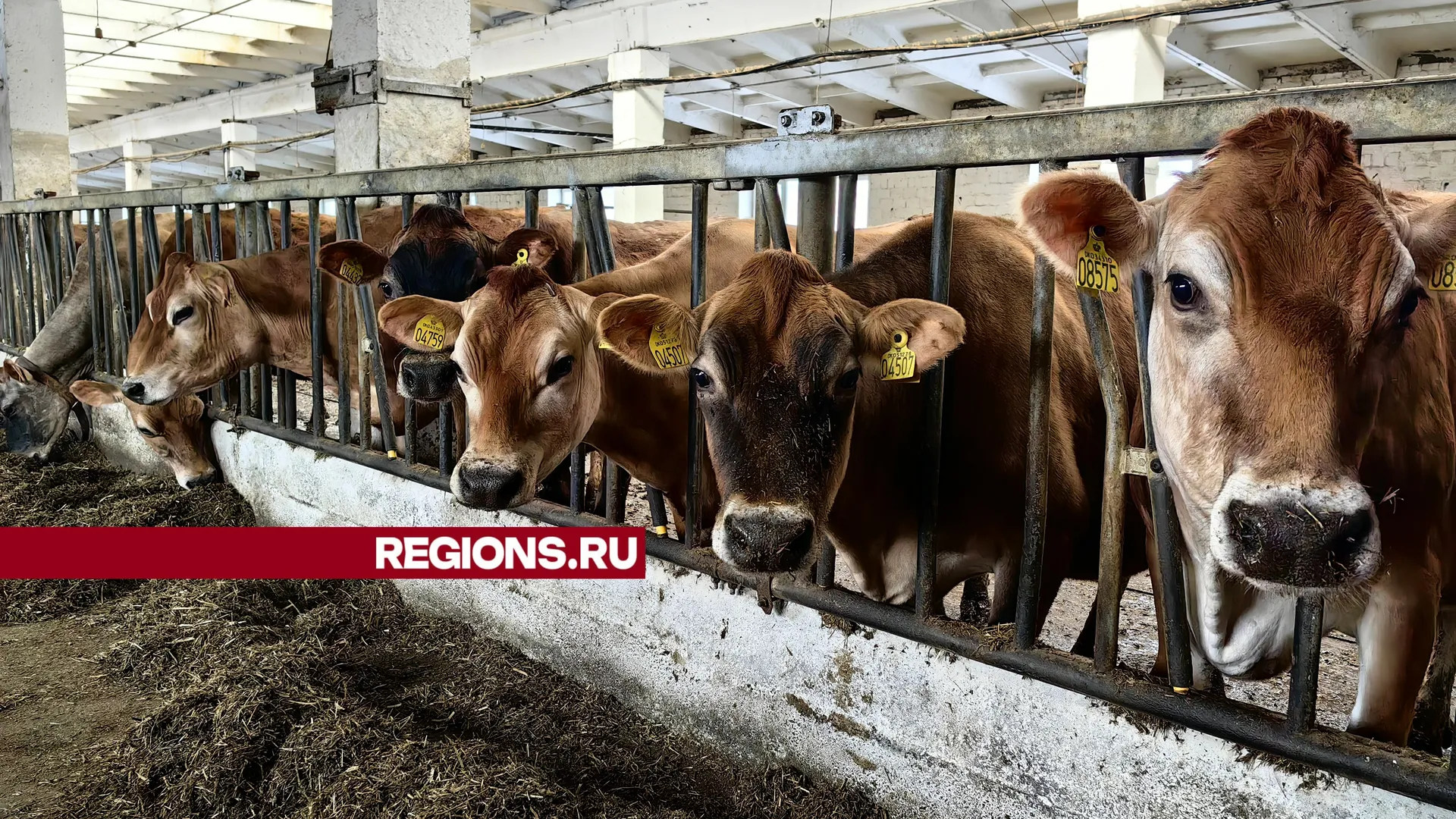 Фото/видео: Елена Катасонова