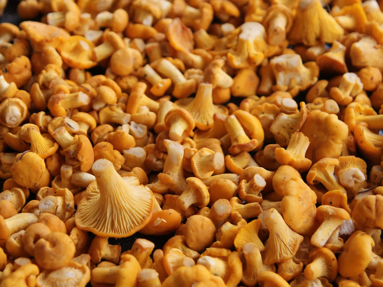 Фото: pxhere.com