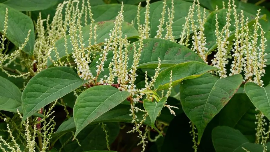 Фото: ПФ «Верховье»